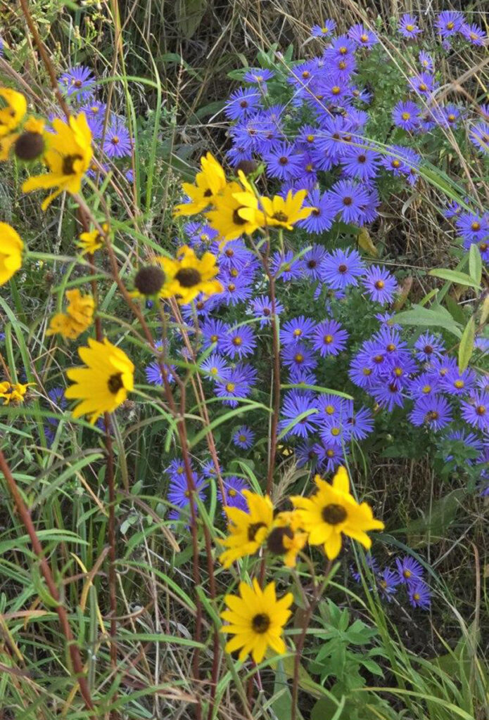 yellow flowers and purple asters