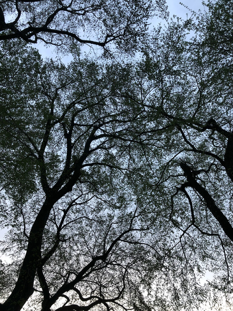 A silhouette of tree tops in Central Park