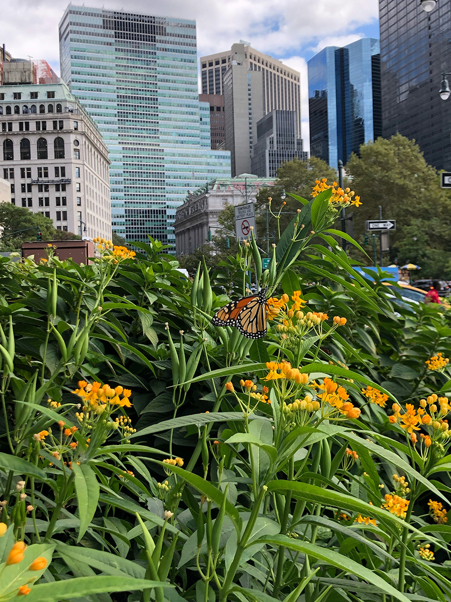 Monarch butterfly on a orange butterfly weed in the middle of Manhattan with skyscrapers in the background