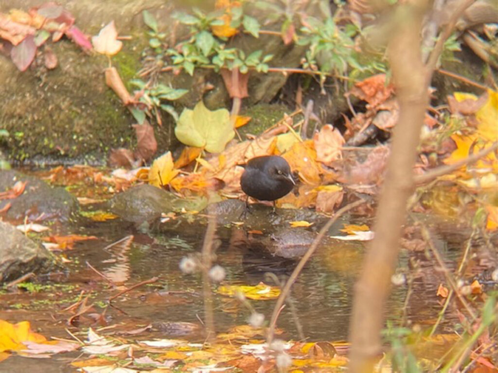 A Rusty Blackbird perched on a log in a stream