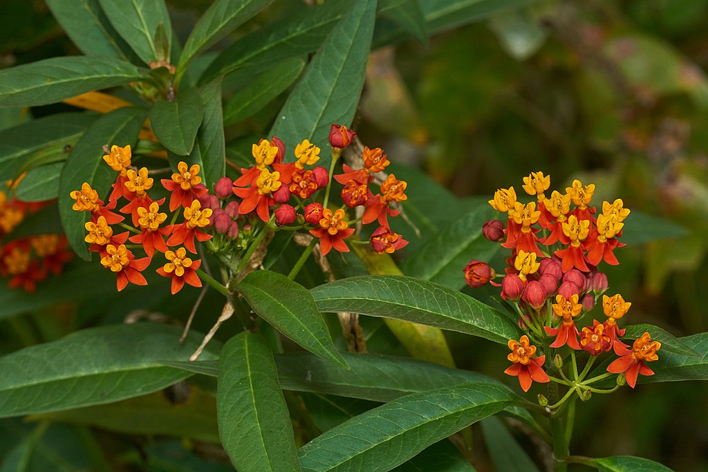 Tropical milkweed with red and yellow flowers