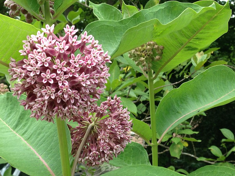 Mauve flowered common milkweed