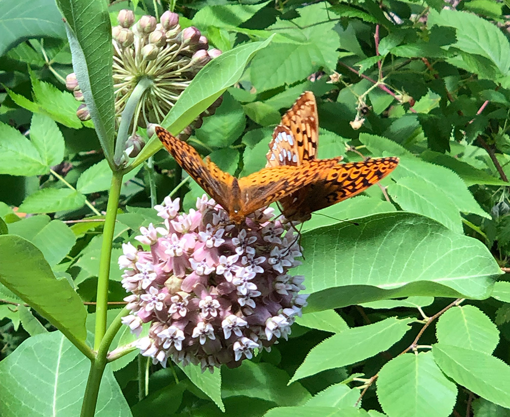 Common milkweed and a pair of fritillary butterflies.