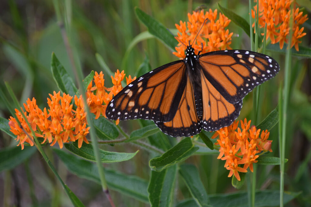 Monarch butterfly on orange Asclepias tuberosa