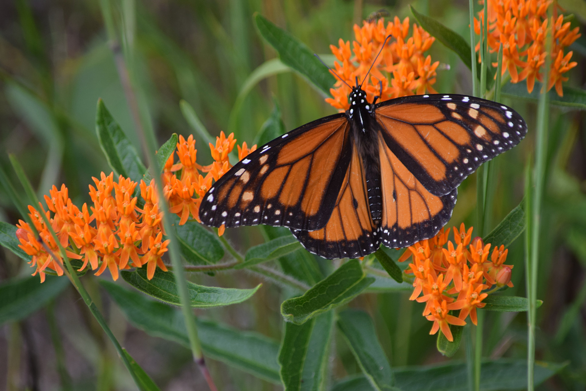 The NYC Biodiversity Task Force on 5 Ways to Support Your Ecosystem