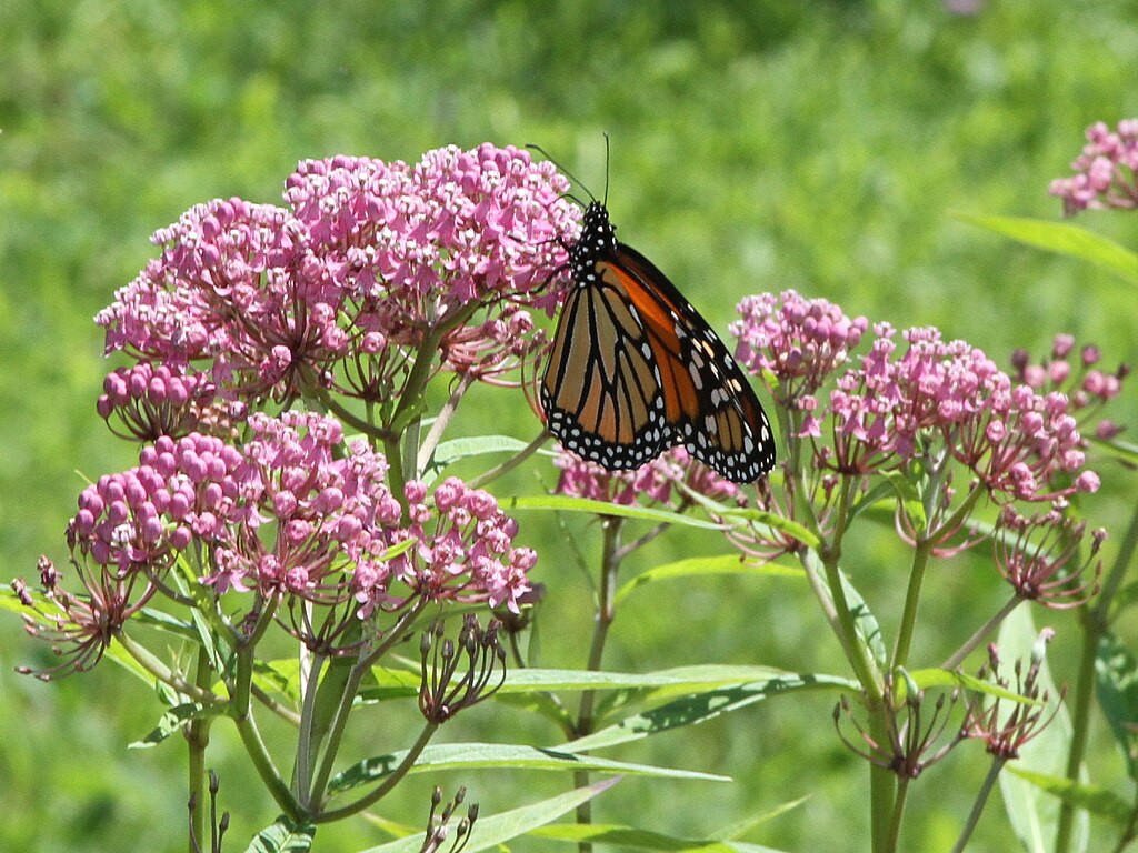 Courting Royalty: Planting Milkweed for Monarchs