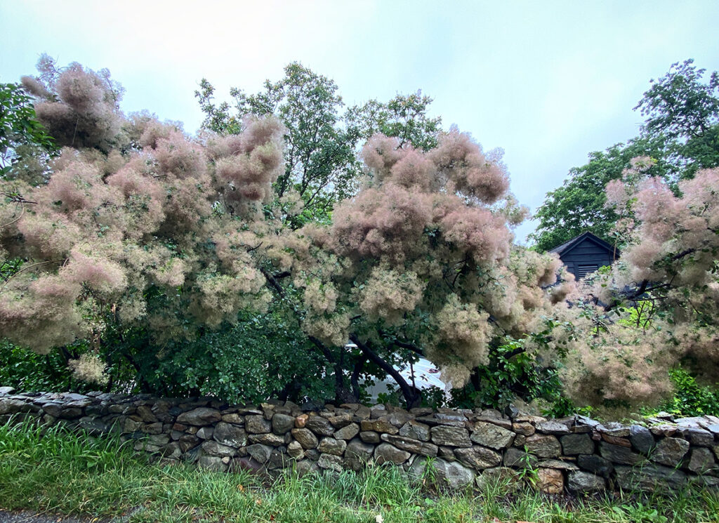 Cotinus obovatus in bloom with a stone wall.