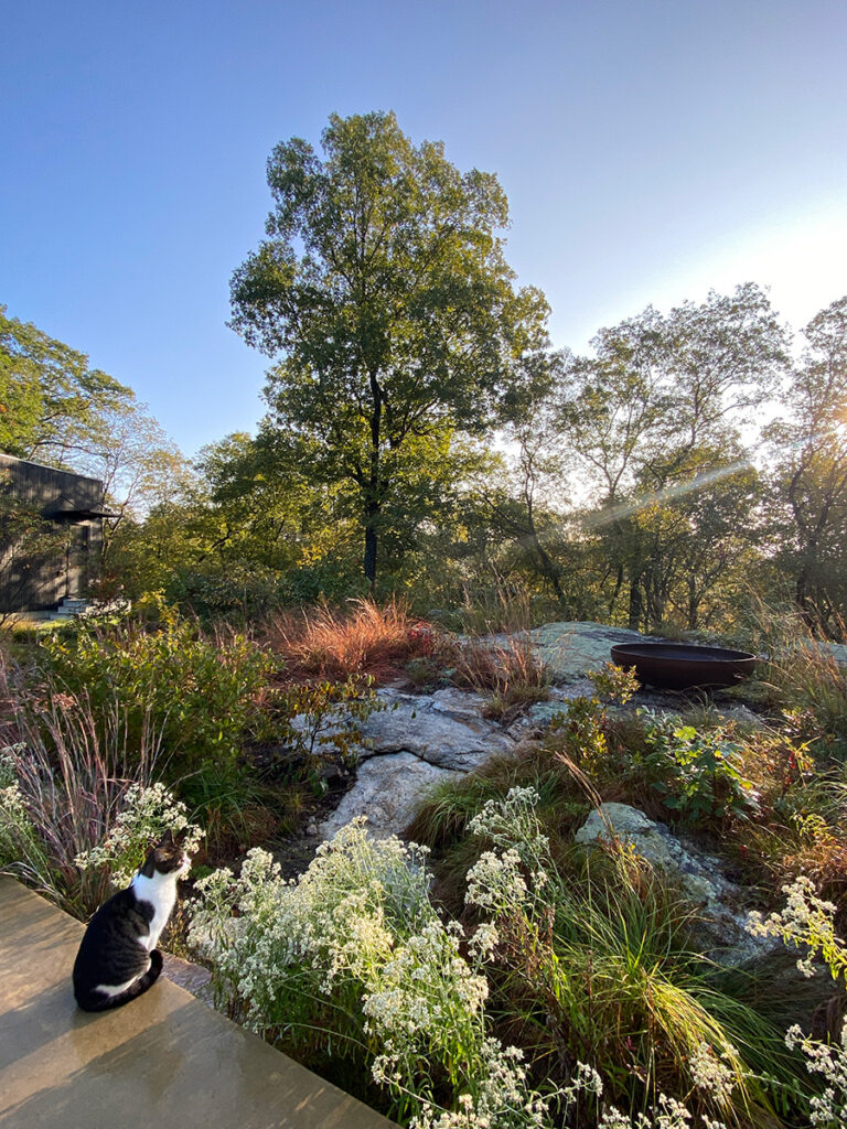 A cat looking at a garden with stone outcroppings, a cor-ten steel fire pit, and plants including native species.