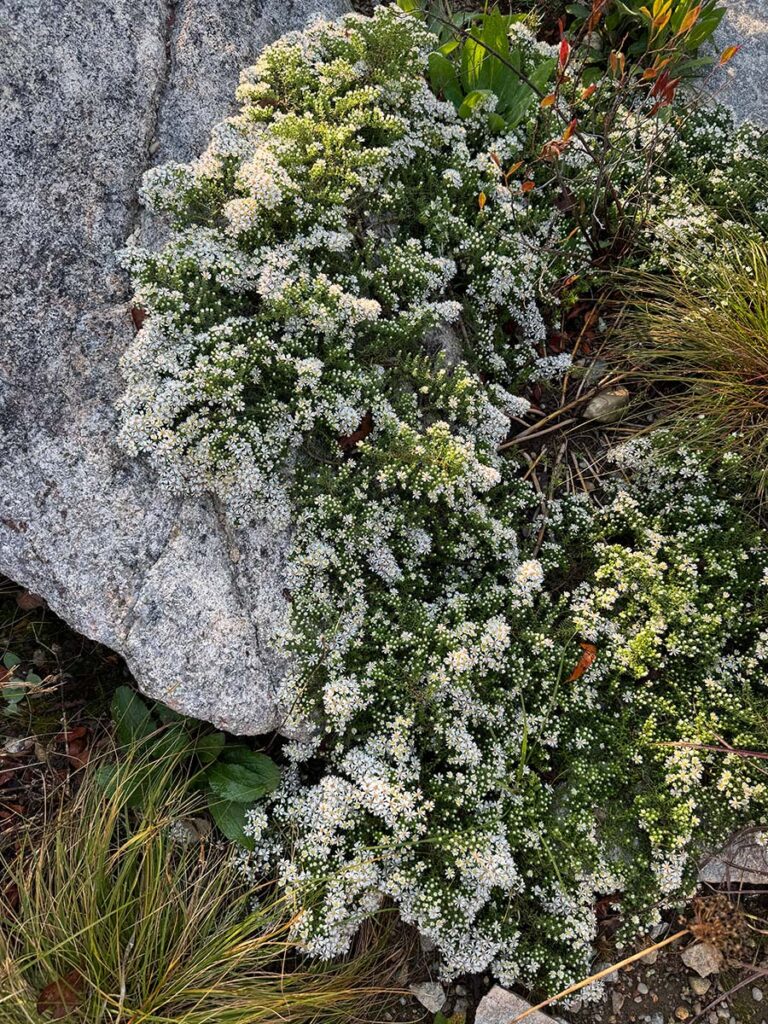 White Aster ericoides ‘Snow Flurry' growing around a rock outcropping.