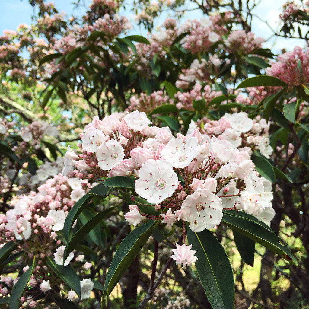 White and pink flowers of mountain laurel (Kalmia latifolia)