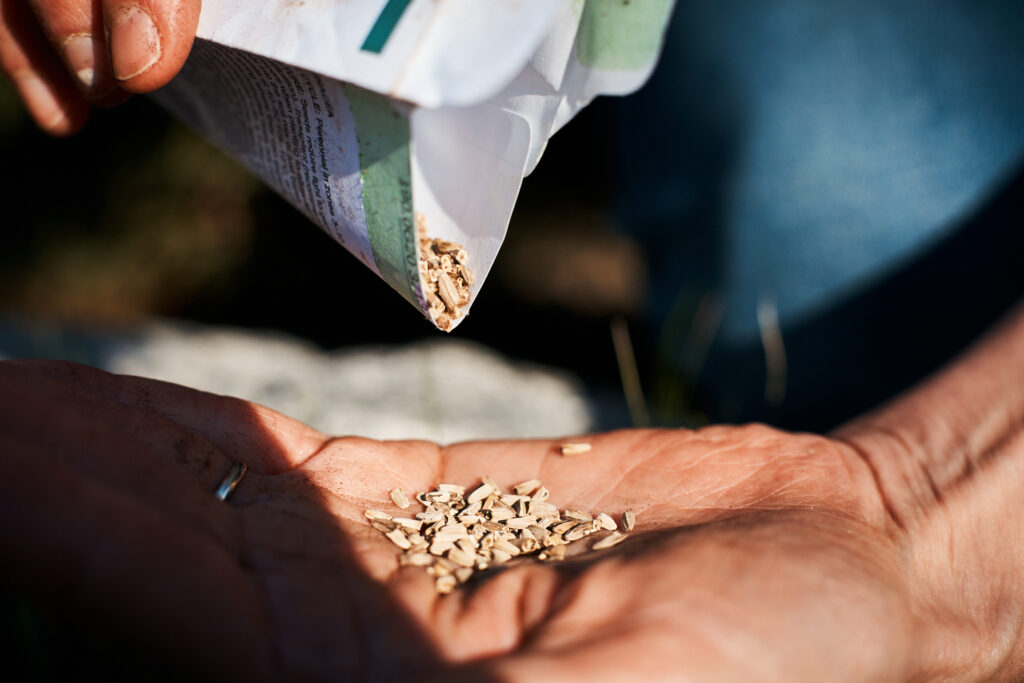 Seed packet pouring out seeds in an open palm.