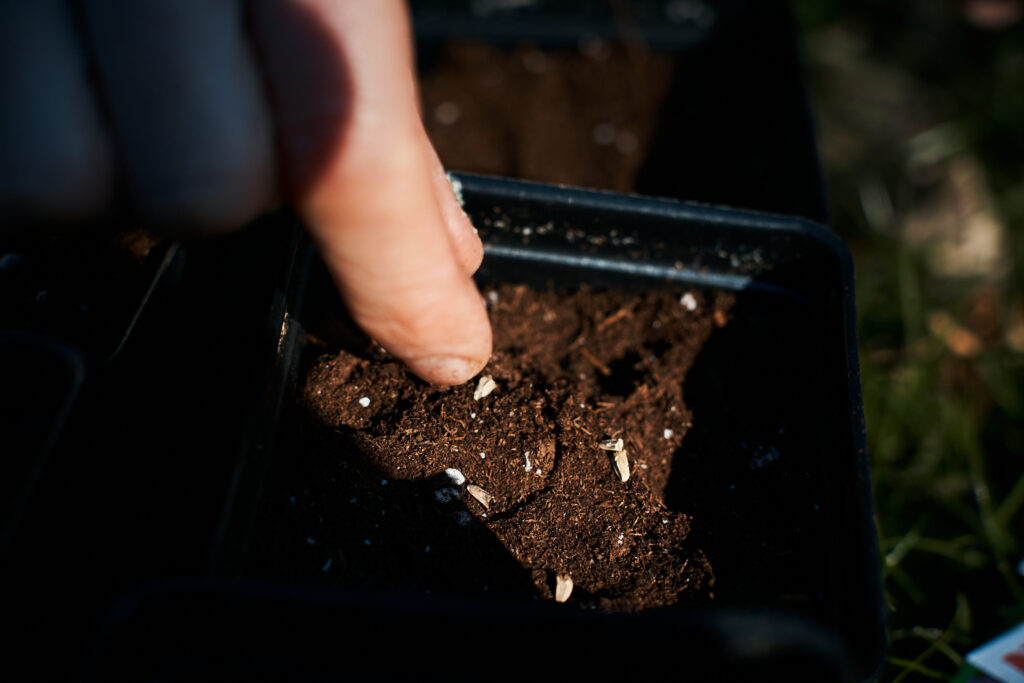 a hand is placing seed carefully in a small black pot.