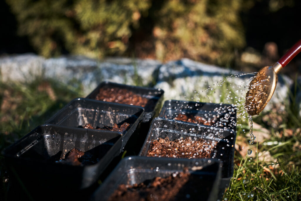 A watering can waters small black pots with native seeds planted in them.