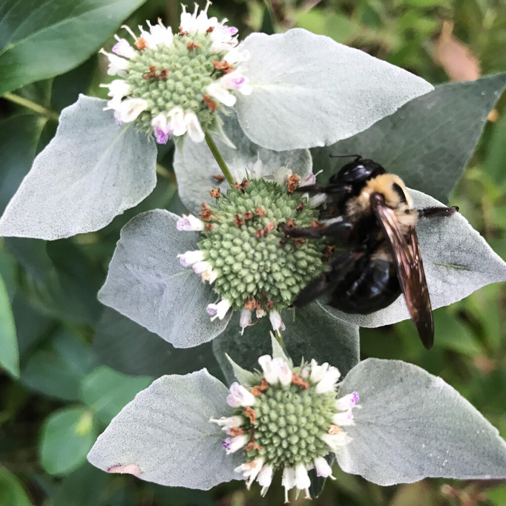 silvery-leafed mountain mint with a bumble bee