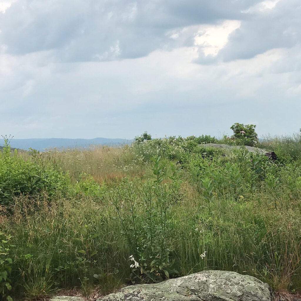 natural landscape of a grassland with rocks