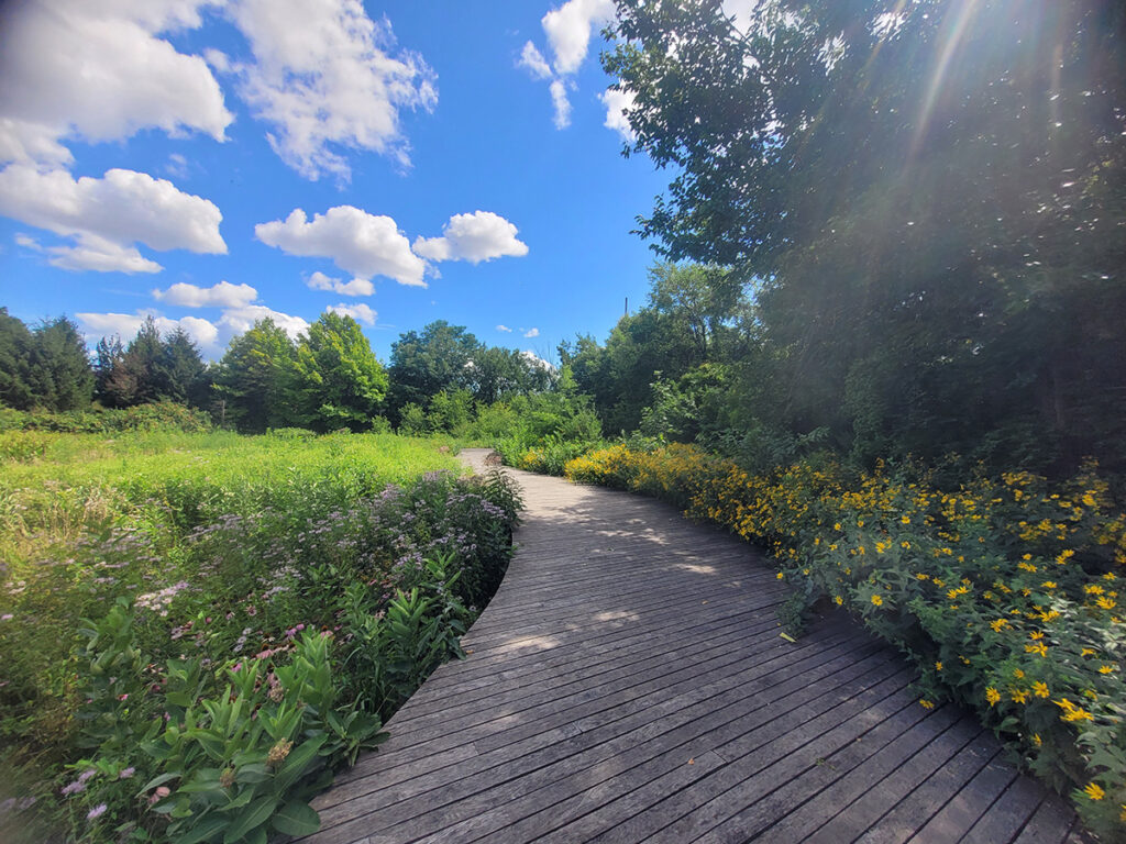 In mid-summer, yellow woodland sunflower and ten-petal sunflower, wild bergamot (Monarda fistulosa), and common milkweed bloom in abundance at the Naval Cemetery Landscape.