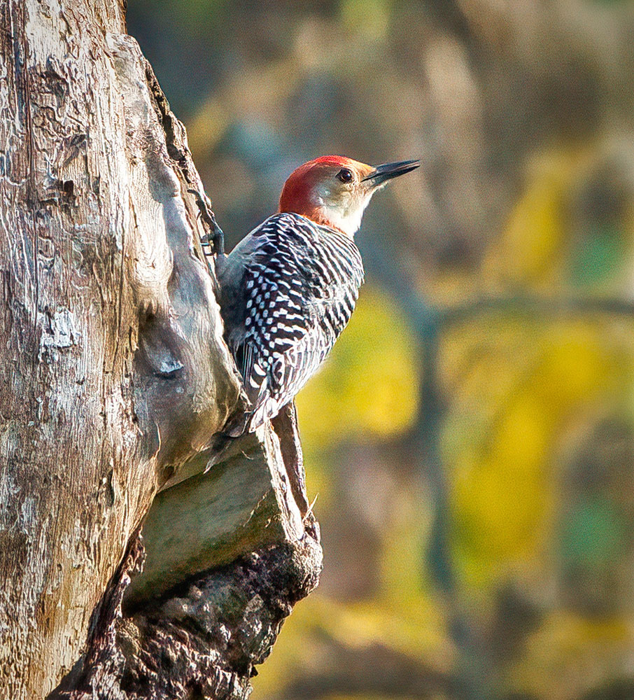 Red-bellied woodpecker peaking out of a tree snag.