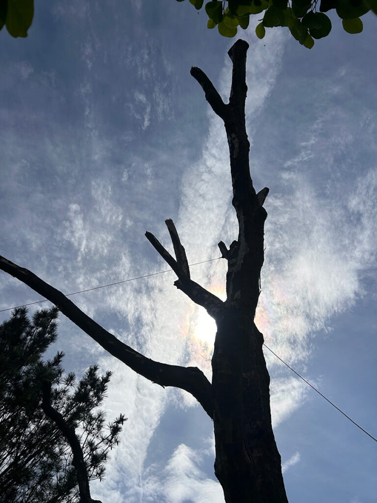 tree snag silhouette