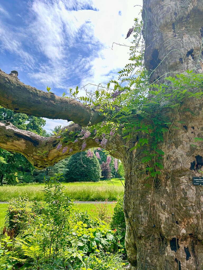 Purple native wisteria climbing a tree snag at Stonleigh garden.