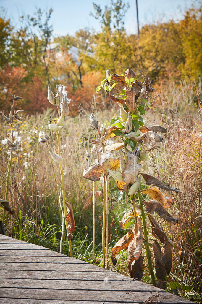 Milkweed seed pods in the Naval Cemetery Landscape