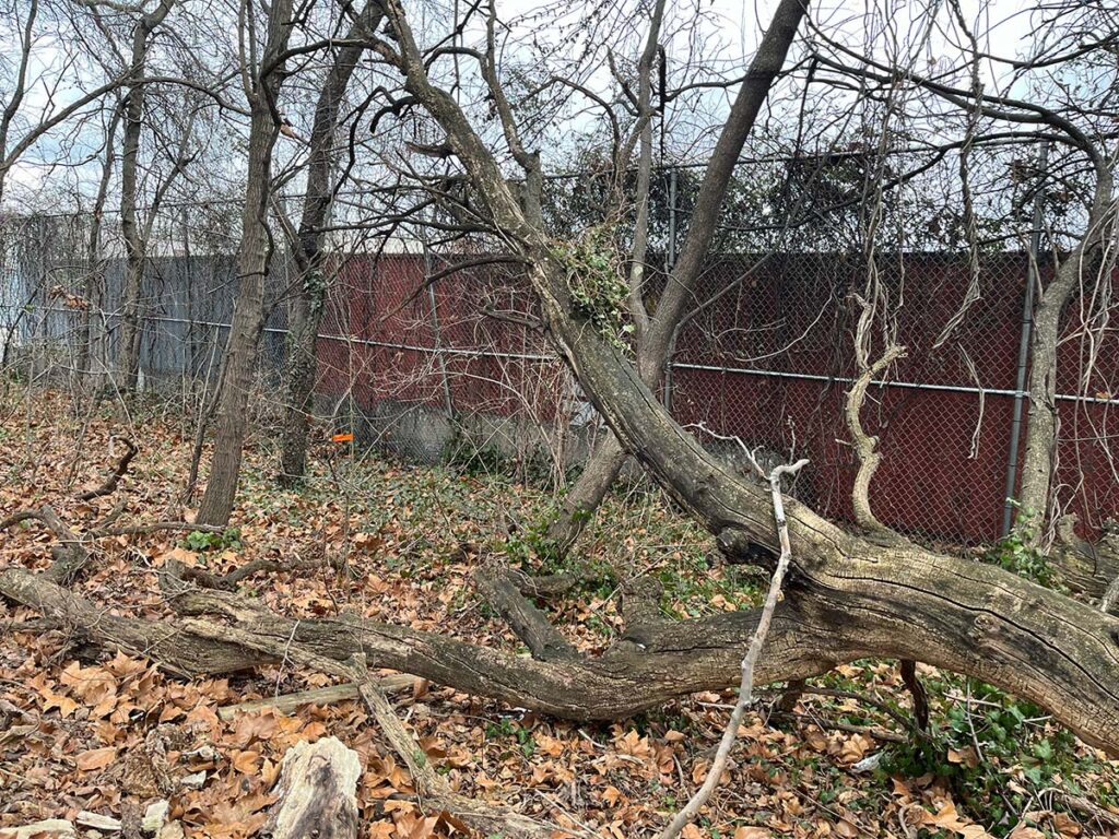 A snag in the habitat perimeter at the Naval Cemetery Landsape