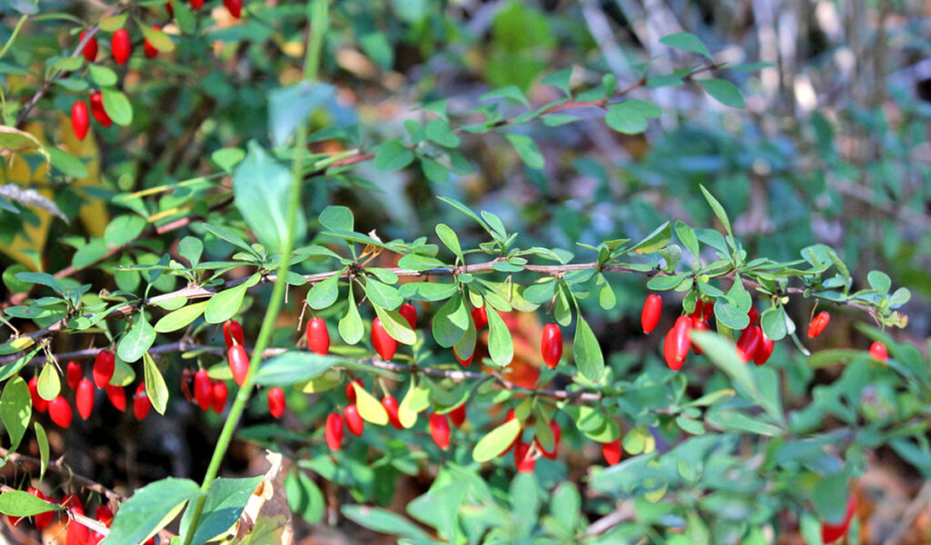 Japanese barberry with red fruit