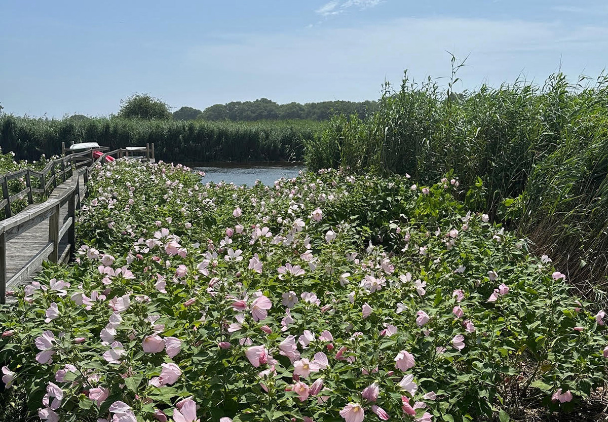 a swathe of native pink hibiscus