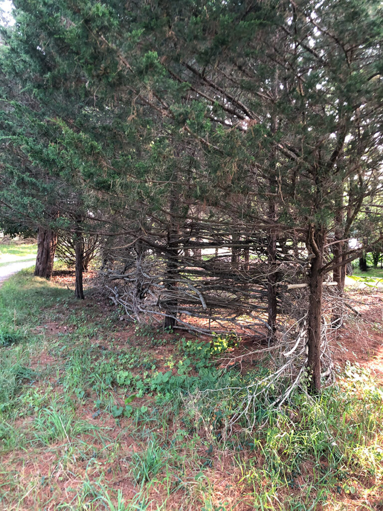 Branches of non-native California privet (Ligustrum ovalifolium) are woven into the trunks of native Eastern red cedar trees (Juniperus virginiana)