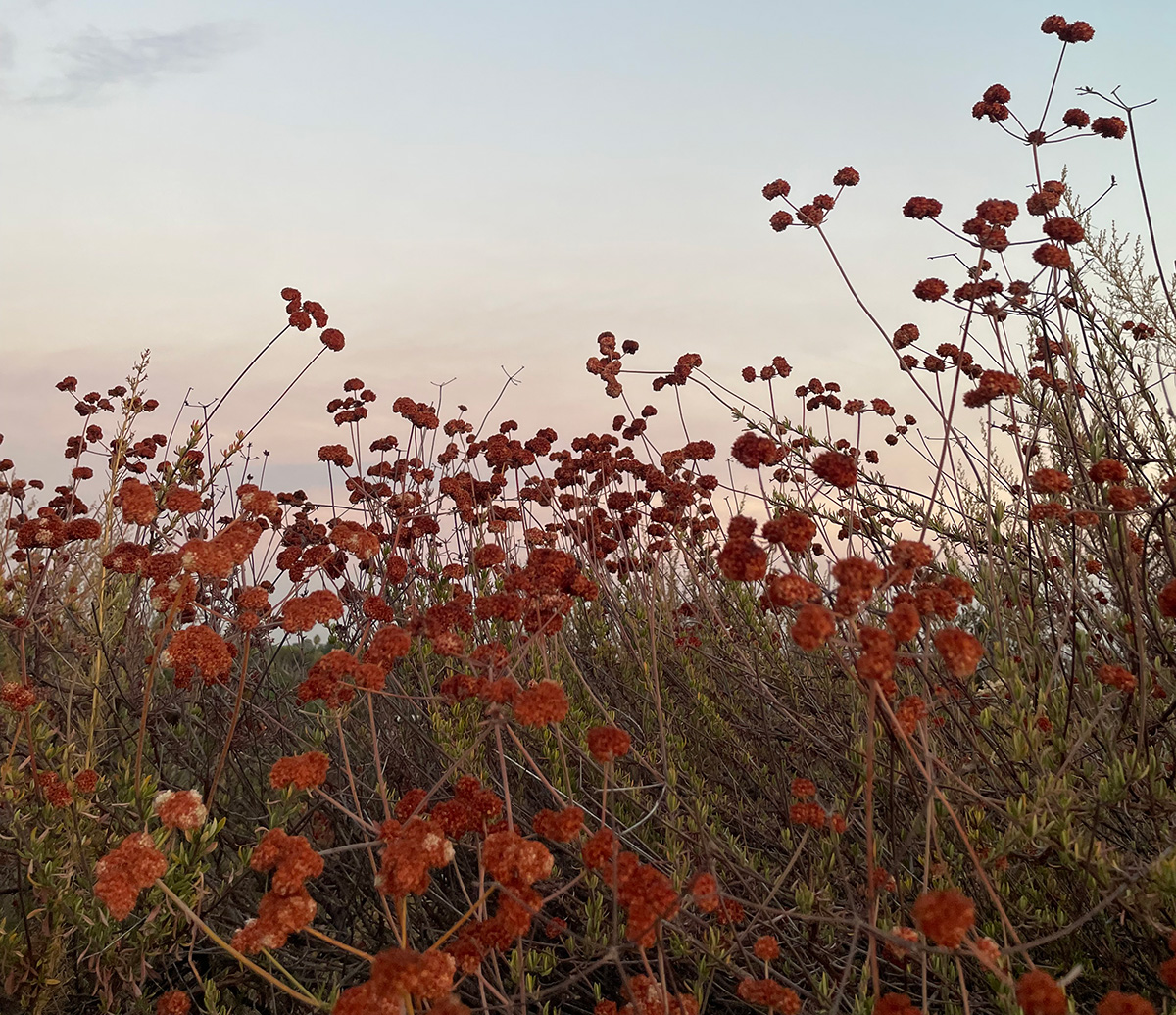 California Buckwheat at dusk