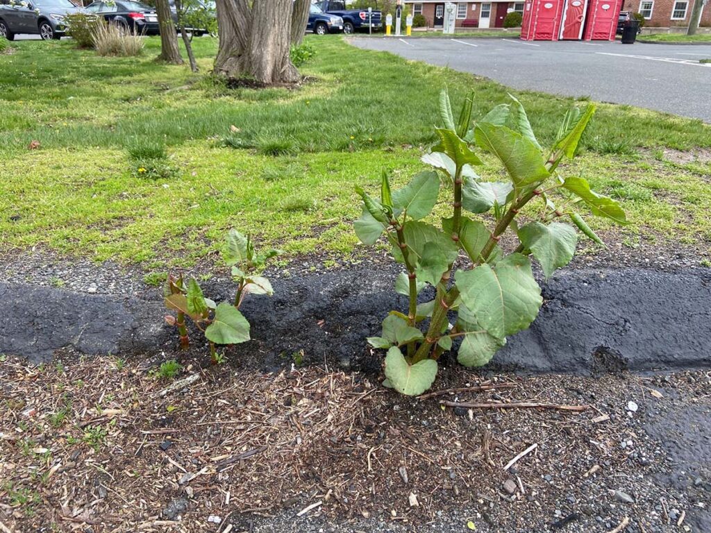 Knotweed growing through concrete