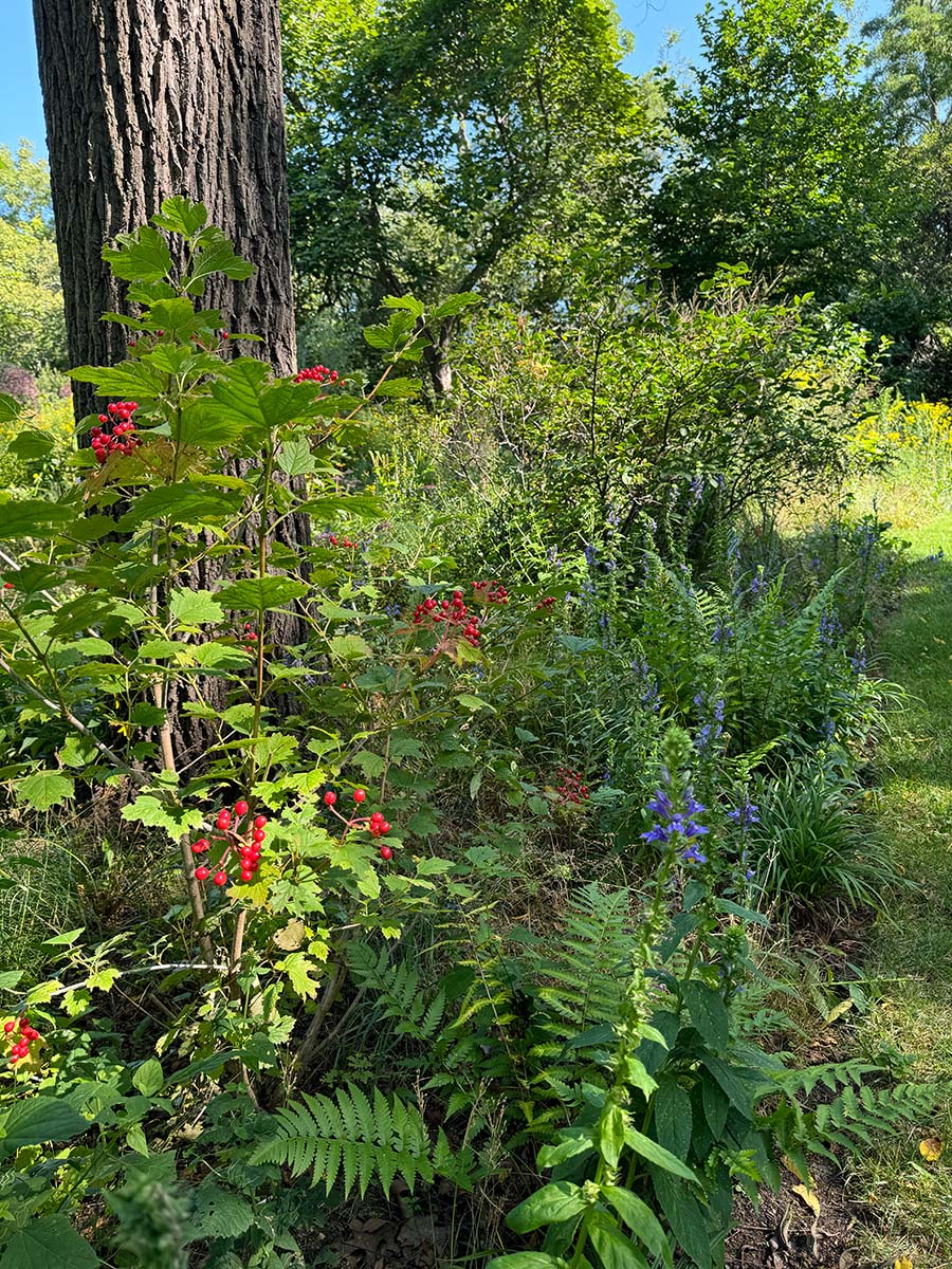 Red fruiting American Cranberry bush with blue lobelia