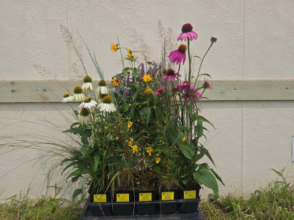 Pocket Pollinator Patch kit sunny mix