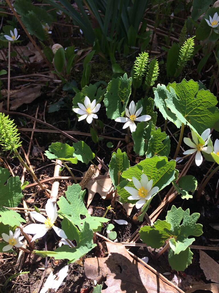 White-flowered bloodroot in bright sunlight.