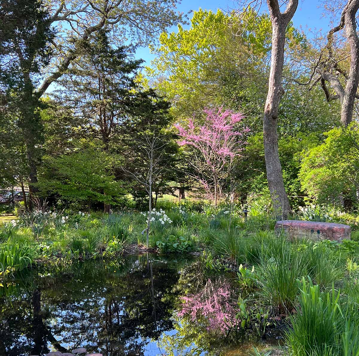 Spring pond with pink flowering tree, white daffodils, and greenery.