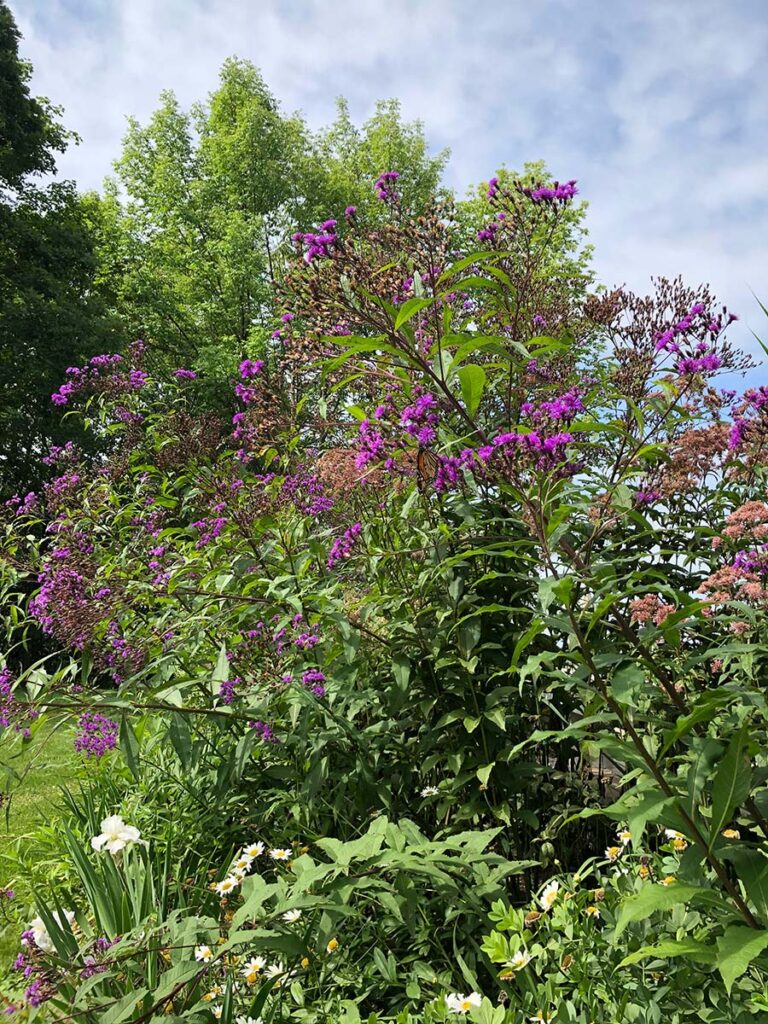 Bright purple New York Ironweed and mauve-pink Joe Pye Weed with a monarch butterfly.