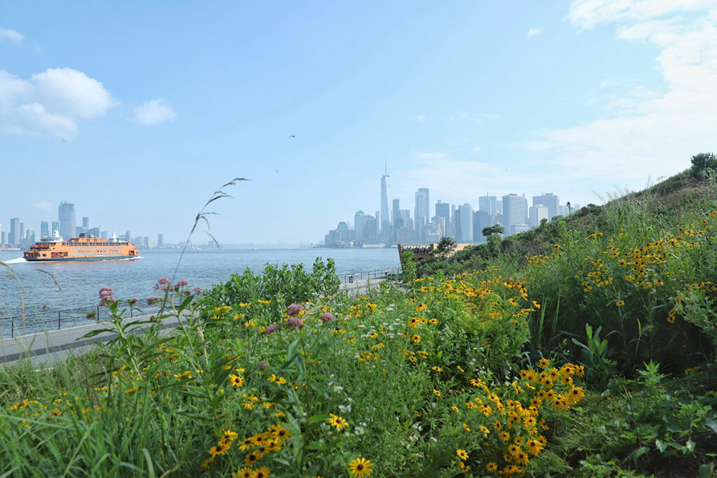 The following year after solarization, the hill is abloom with native flowers.