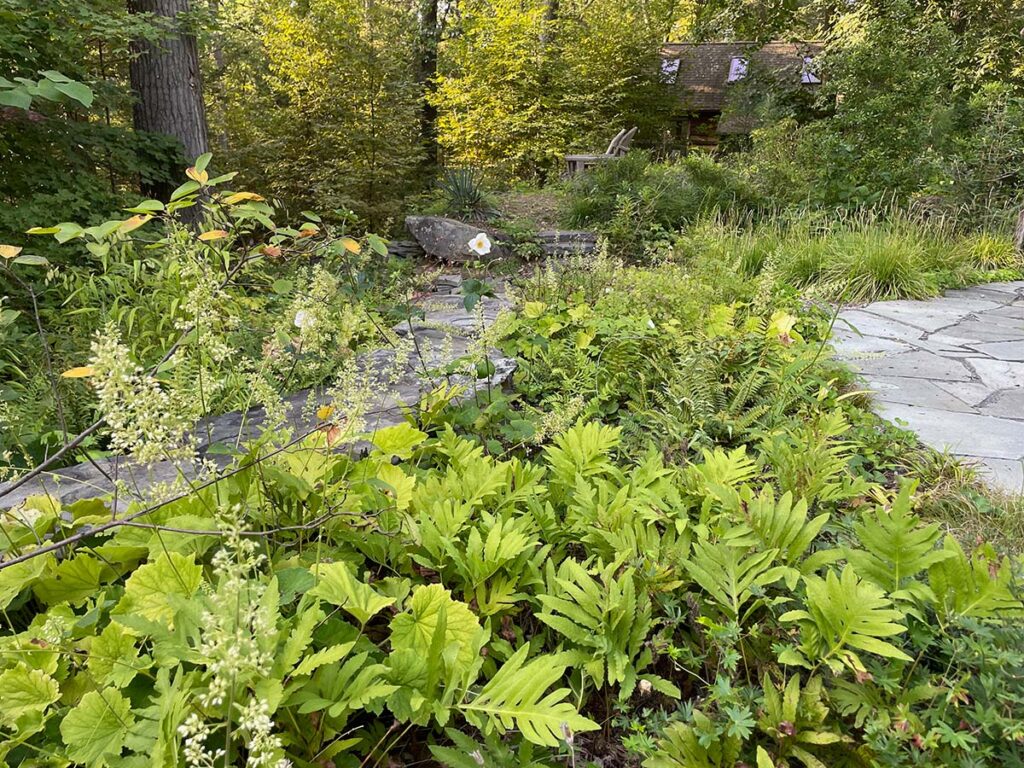 After Gamell removed the tarp, this area now features sensitive fern from wild transplants from the site, and many other grasses and wildflowers established from plugs and natural recruitment. Sweetfern and bayberry shrubs grow on the hillside and some non-native Japanese anemone 'Honorine Jobert' and autumn moor grass (Sesleria autumnalis) have been added as ornamentals.