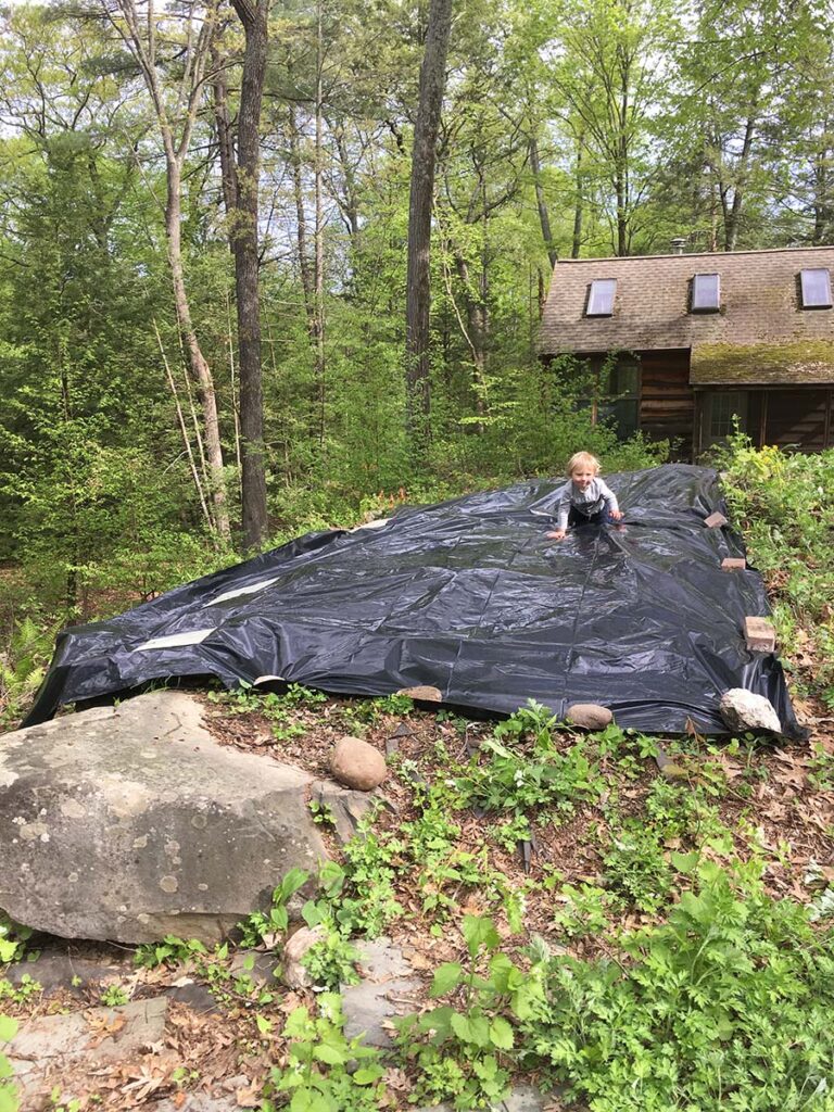 This is the day the 5 ml thick black plastic tarp was installed in May of 2018 atop a mature stand of mugwort.