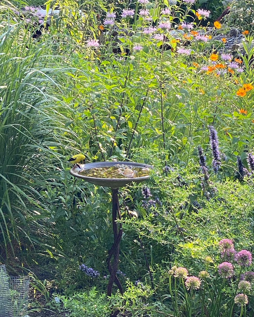 Goldfinch on a birdbath surrounded by pink, yellow, and orange flowers.