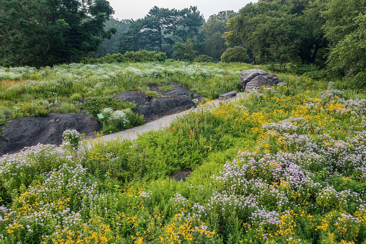 NYBG’s 3.5-acre Native Plant Garden features nearly 100,000 trees, shrubs, wildflowers, ferns, and grasses native to northeastern North America. Here is the meadow in July.
