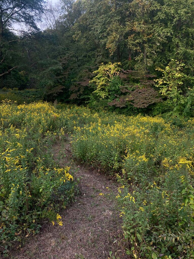 At the end of the season, with some areas cut back further than others, wrinkle leaf goldenrod blooms and the fall foliage of flowering dogwood provides a contrasting background.