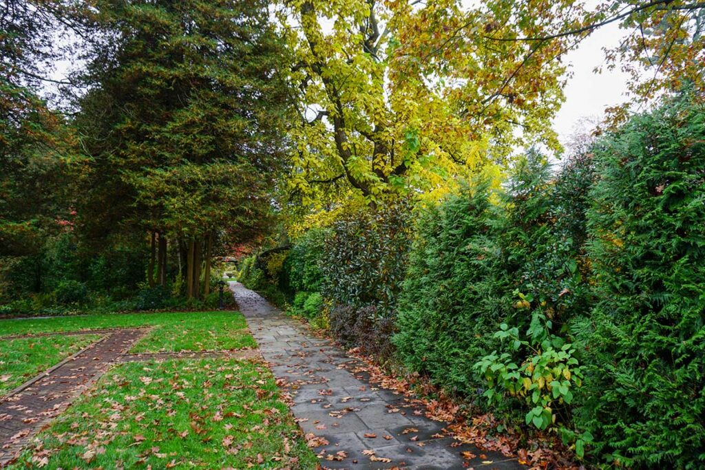 The habitat hedge at Stoneleigh is shorn to 8-feet tall to create a formal hedge shape. Photo: Samantha Nestory.