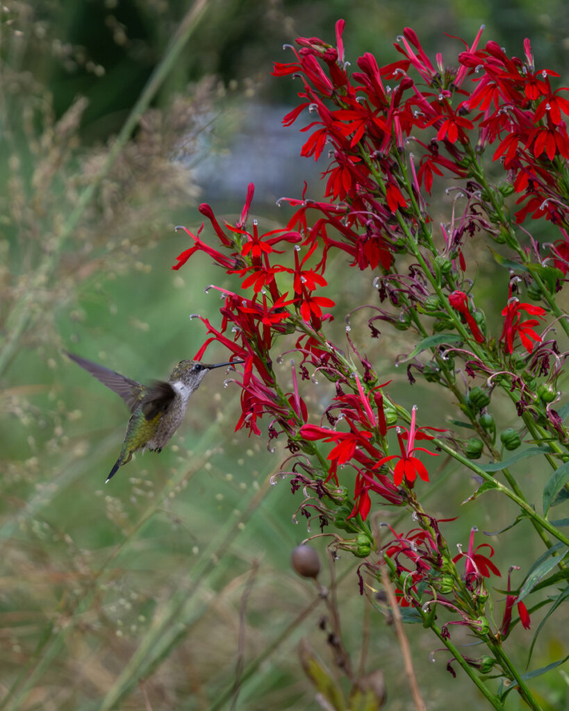 Ruby-throated Hummingbird sipping nectar of a bright red Lobelia cardinalis.