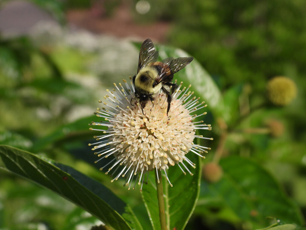 Bumblebee on cream-colored Buttonbush (Cephalanthus occidentalis).