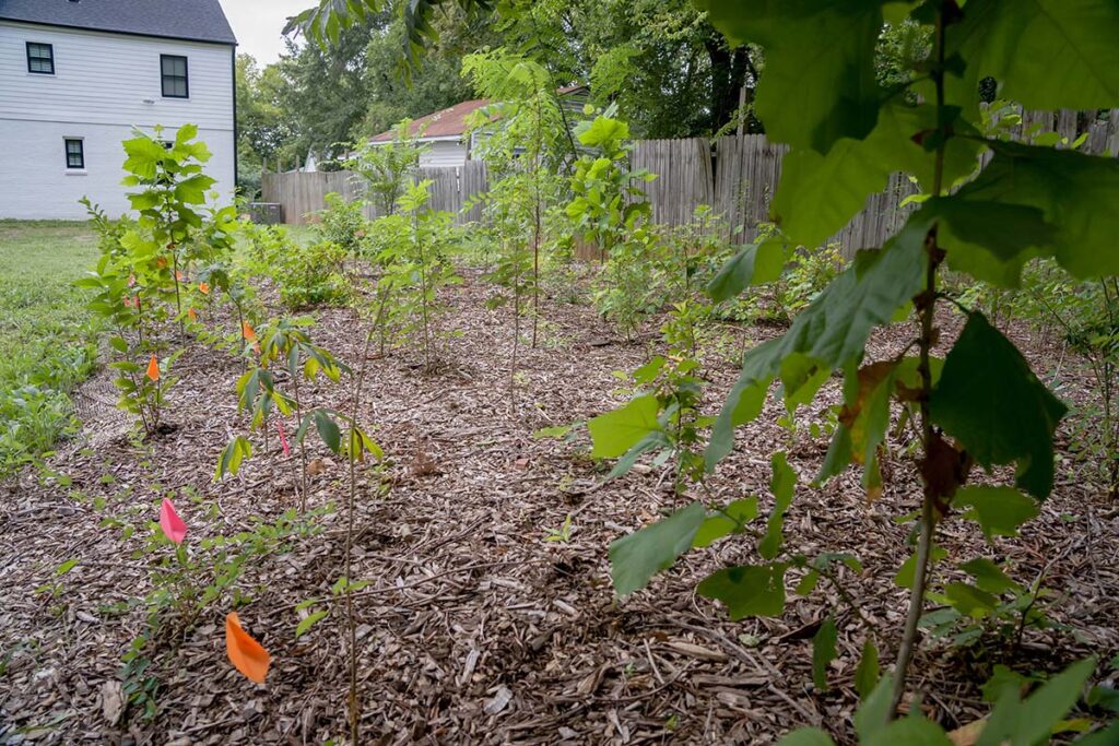A pocket forest planted by Leaf & Limb in its first growing season. The landscape stakes help make it clear what to weed and what to leave. Photo: Leaf & Limb