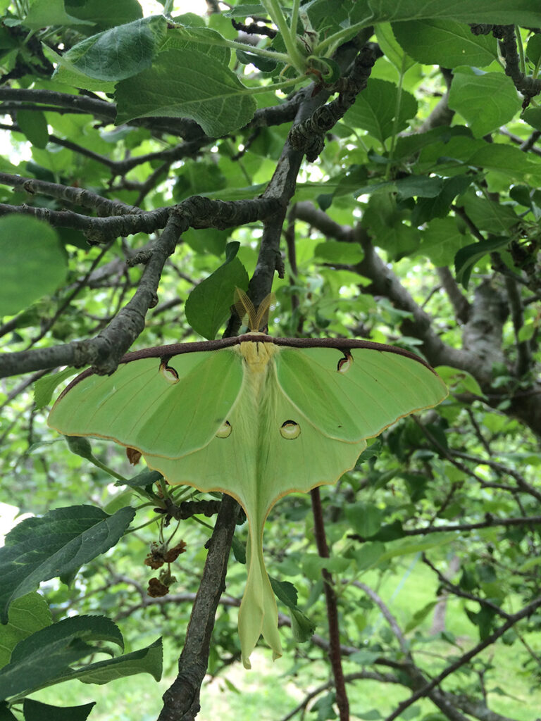 A pale green luna moth perched in an apple tree