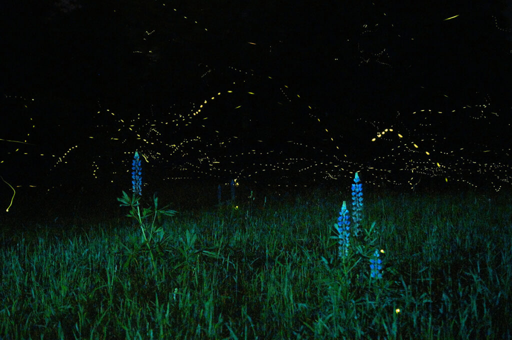 Lupines and fireflies in a dark sky in New Mexico