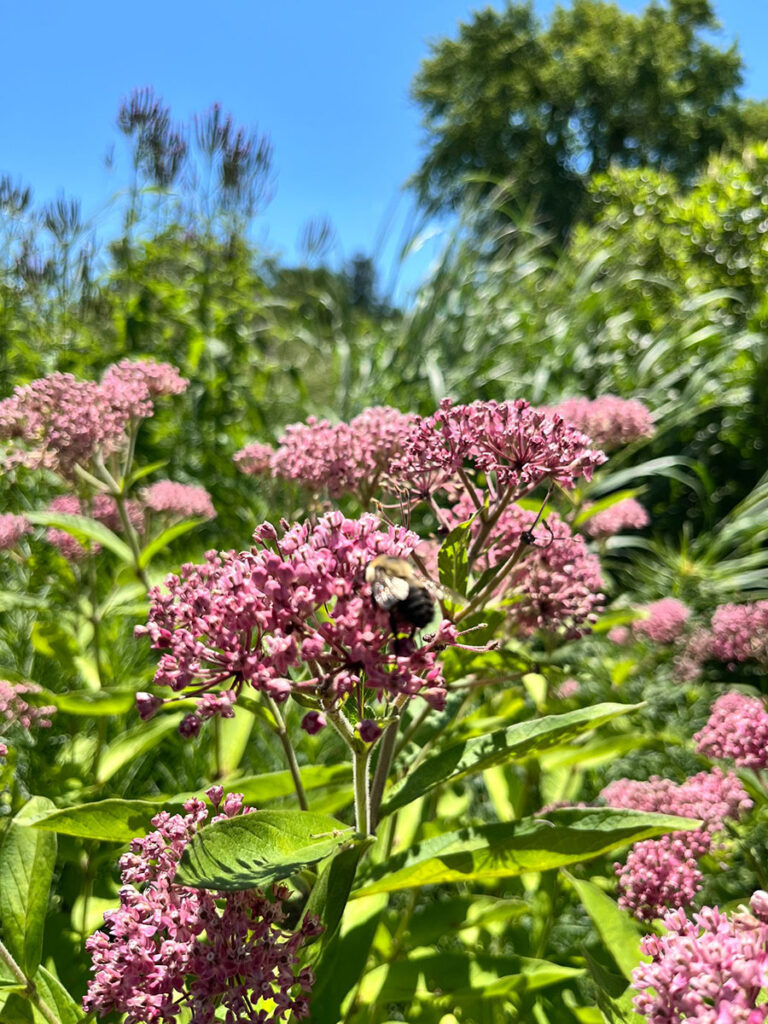 pink swamp milkweed with bee