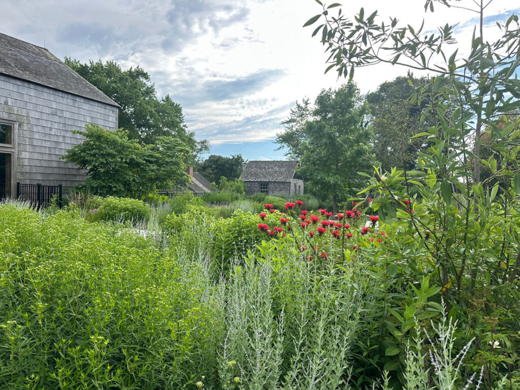 Bright red pops of Monarda didyma grow in the East Hampton pollinator garden.