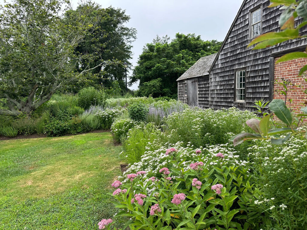 pink swamp milkweed grows in the East Hampton pollinator garden